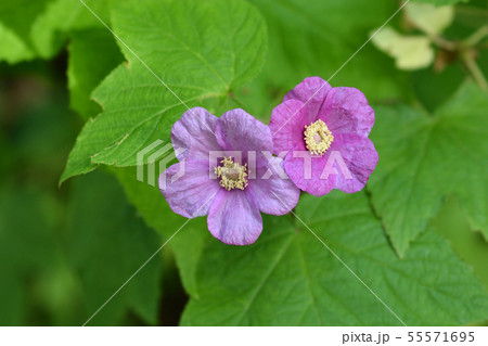 Flowering raspberry 55571695