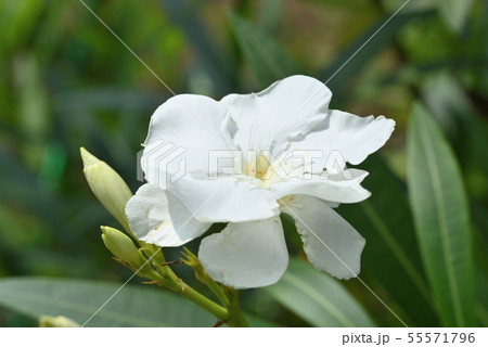 キョウチクトウ キョウチクトウ 55571796