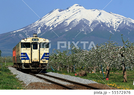 五能線・春のリンゴ畑を行く普通列車 55572976