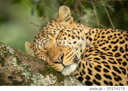 Close-up of leopard sleeping on lichen-covered 55574179