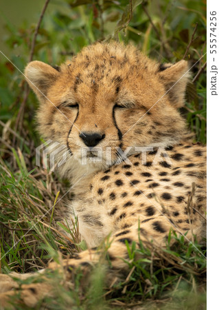 Close-up of cheetah cub with eyes closed Close-up of cheetah cub with eyes closed 55574256