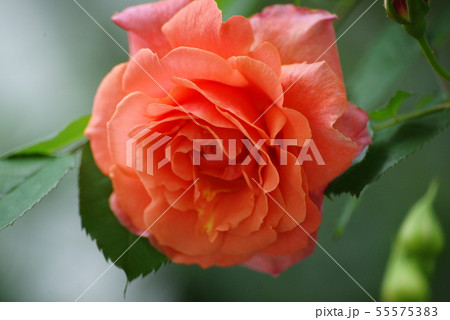 バラの花 バラの花 55575383