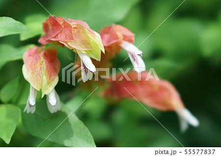 コエビソウ コエビソウ 55577837