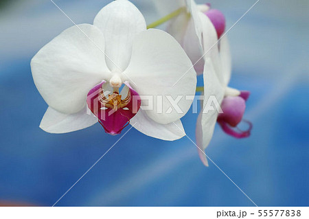 ラン ラン 55577838