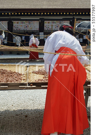 京都、北野天満宮の巫女さんによる土用干しの作業風景です 55577997