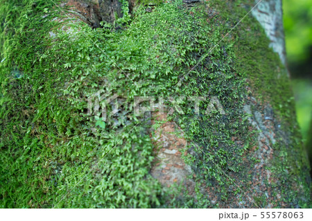 木肌 木肌 55578063