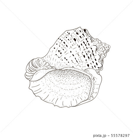 Rapana Venosa Sea Shellのイラスト素材