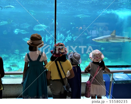 神戸 須磨海浜水族園 波の大水槽と子どもたち(夏休み) 神戸 須磨海浜水族園 波の大水槽と子どもたち(夏休み) 55580235