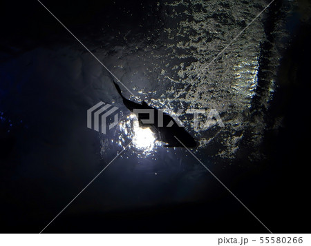 神戸 須磨海浜水族園 水中トンネルから見たアマゾンの魚の写真素材