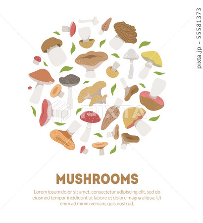 Poisonous and Edible Mushrooms Banner Template with Space for Text, Vegetarian Organic Natural Food Poisonous and Edible Mushrooms Banner Template with Space for Text, Vegetarian Organic Natural Food 55581373