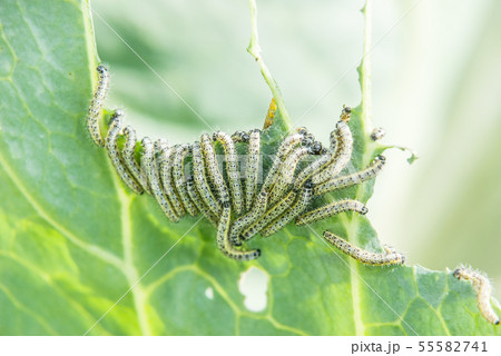 Caterpillars eat cabbage leaf Caterpillars eat cabbage leaf 55582741