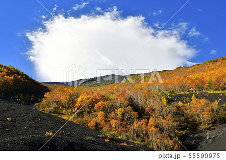 紅葉の富士山吉田口登山道5合目から山頂にかかる雲 紅葉の富士山吉田口登山道5合目から山頂にかかる雲 55590975