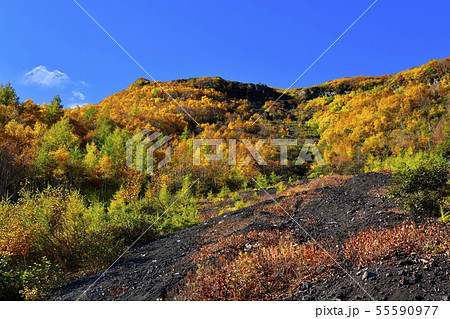 紅葉の富士山吉田口登山道5合目付近の林 55590977
