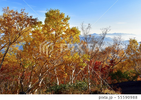 紅葉の富士山吉田口登山道5合目付近の林 55590988