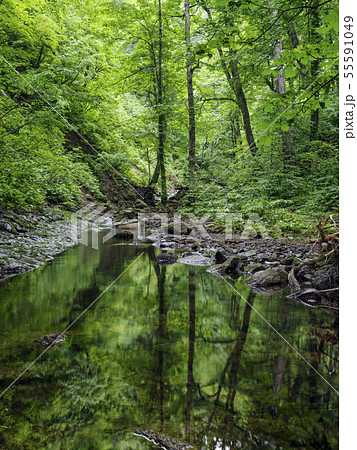 新緑映す(秋田県)立又溪谷 新緑映す(秋田県)立又溪谷 55591049