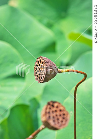 ハスの実 花托 の写真素材