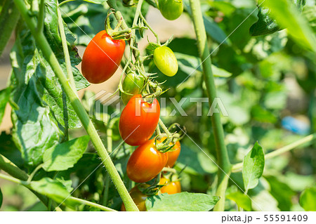 家庭菜園のミニトマト　アイコ 55591409