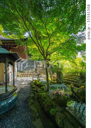 鎌倉 長谷寺 地蔵堂の千体地蔵 鎌倉 長谷寺 地蔵堂の千体地蔵 55591508