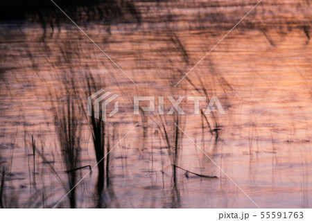 Reeds blurred during long exposure at lake shore 55591763