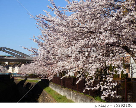 桜 桜 55592100