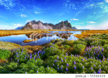 Beautiful sunny day and lupine flowers on Beautiful sunny day and lupine flowers on 55592429