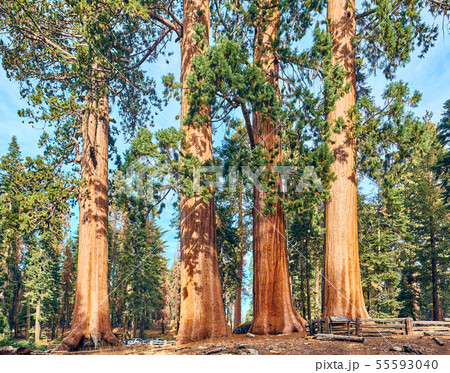 Sequoia National Park at autumn 55593040