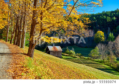 Dirt unpaved road at autumn in Vermont, USA. 55593074