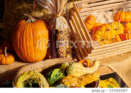 Fresh pumpkins on farm market still life 55593097