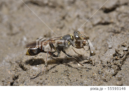 ニッポンモンキジガバチ 55593146