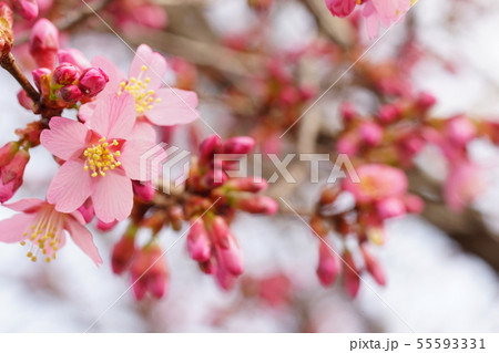 長徳寺のオカメ桜 長徳寺のオカメ桜 55593331
