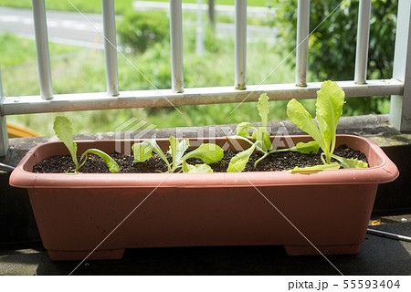 プランター栽培のレタスの葉 55593404