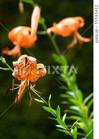 オニユリの花 55593412