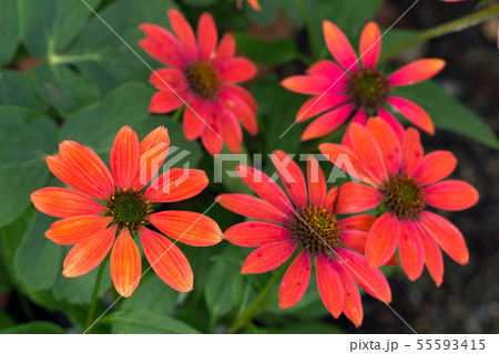 朱色のエキナセアの花花 朱色のエキナセアの花花 55593415