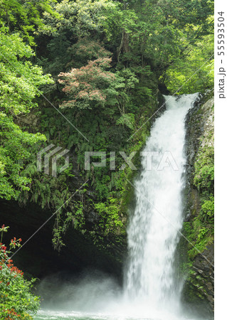 浄蓮の滝 55593504