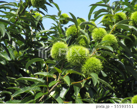 栗　Chestnuts 55593551