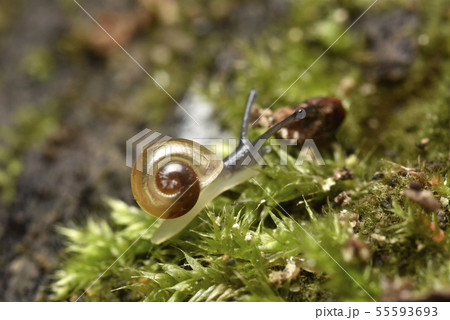 蝸牛の赤ちゃん 蝸牛の赤ちゃん 55593693