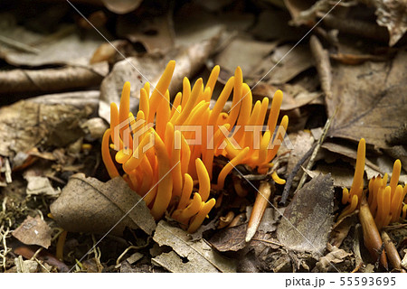 ナギナタタケ 55593695