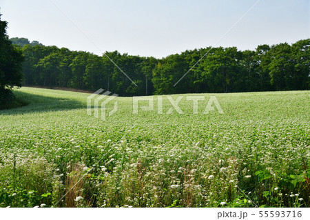 快晴の北海道黒松内町で花盛りの蕎麦畑の夏の風景を撮影の写真素材