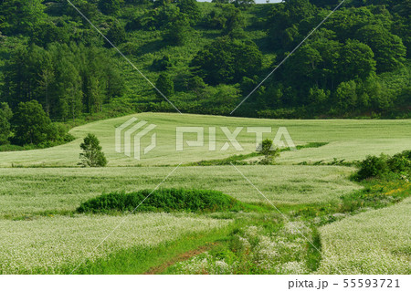 快晴の北海道黒松内町で花盛りの蕎麦畑の夏の風景を撮影の写真素材