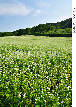 快晴の北海道黒松内町で花盛りの蕎麦畑の夏の風景を撮影の写真素材