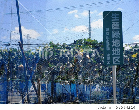 生産緑地 Productive green areas 生産緑地 Productive green areas 55594214