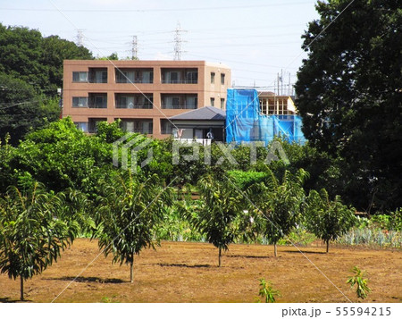 生産緑地 Productive green areas 生産緑地 Productive green areas 55594215