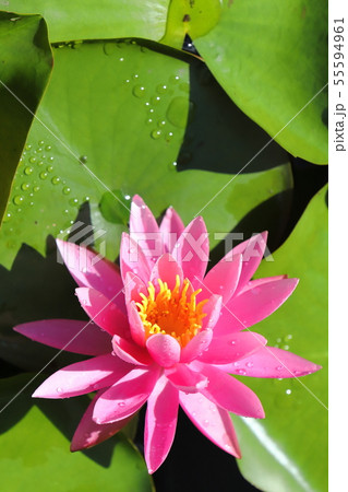 花巻松島園睡蓮2019 55594961