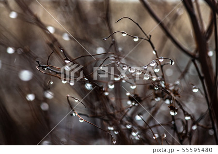 Water drops on branch autumn weather cold rain Water drops on branch autumn weather cold rain 55595480