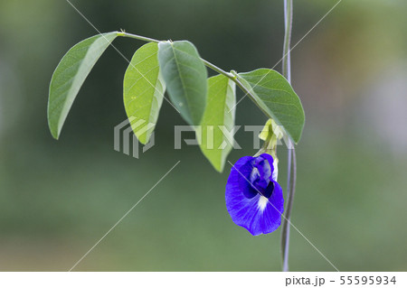 Butterfly pea,bluebellvine, blue pea, cordofan pea Butterfly pea,bluebellvine, blue pea, cordofan pea 55595934