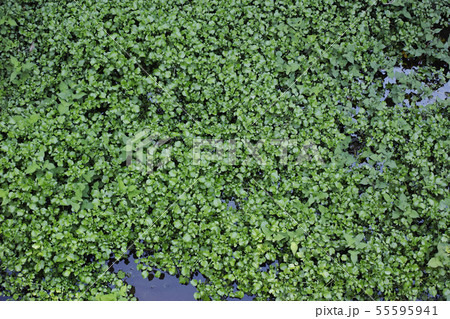 農業用水路に自生するクレソンと思われる植物 55595941