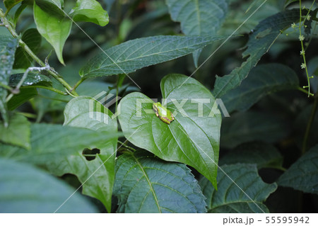 ハート形の葉の上にいるニホンアマガエル 55595942