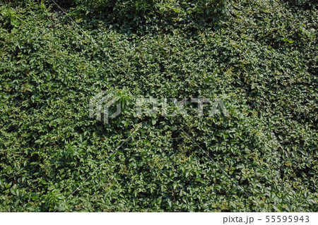 ヤブガラシが一面にはびこる草むら 55595943