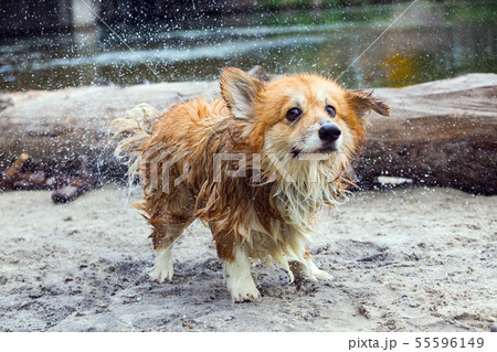 corgi fluffy portrait 55596149