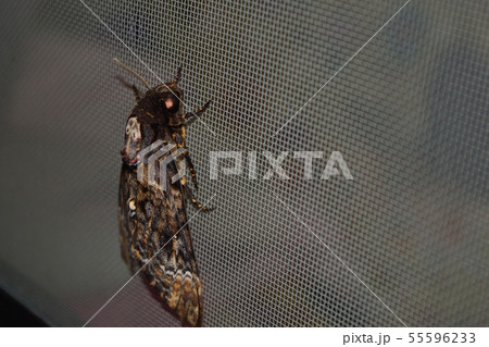 メンガタスズメ メンガタスズメ 55596233